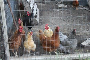 Una guía para mantener pollos en confinamiento