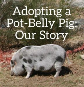 Adopción y cuidado de un cerdo domesticado.
