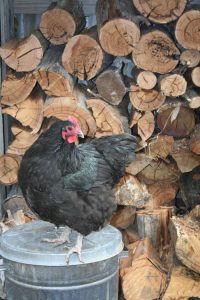 Cómo albergar pollos en tu patio trasero