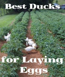 Los mejores patos para poner huevos