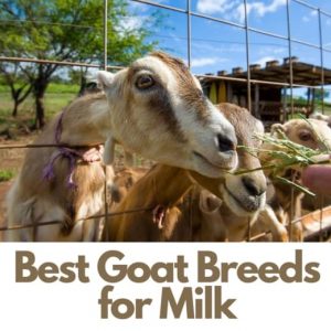 25 mejores razas de cabras lecheras: cabras para leche