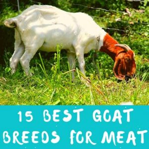 15 mejores razas de cabras para carne