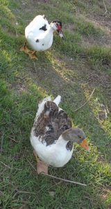 El acoso escolar se está volviendo más común entre los patos