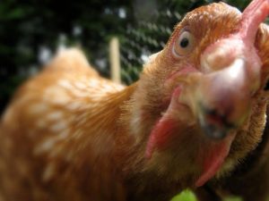 La adicción al pollo y el dueño urbano del pollo