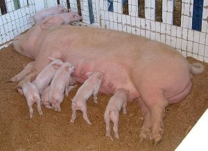 Tipos de corrales de cerdos: pocilgas desde el parto hasta el acabado