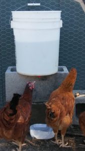Sistema automático de riego de pollo DIY por menos de $ 10