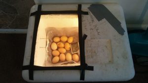Cómo construir una incubadora casera de huevos de gallina por menos de 20 euros