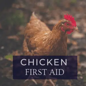 Primeros auxilios: cómo cuidar a un pollo lesionado
