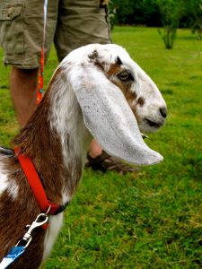 Cómo criar y cuidar cabras