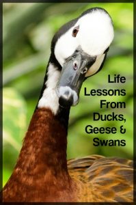 5 lecciones que los patos, los gansos y los cisnes pueden enseñarnos sobre la vida
