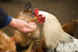 Cómo alimentar adecuadamente a los pollos