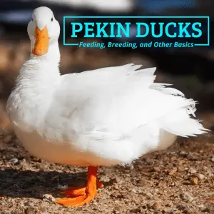 Todo lo que necesita saber sobre los patos Pekin
