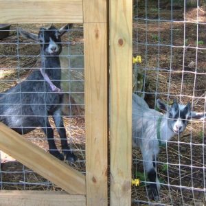Cómo construir el corral perfecto para las cabras enanas