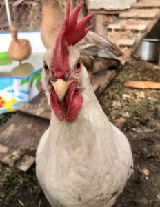 Los pros y los contras de dejar que los pollos deambulen libremente