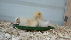 Criar patos bebé