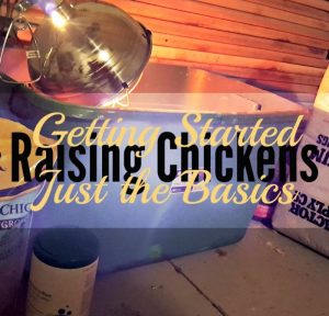 Crianza de pollos: Empezando solo con lo básico