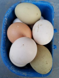 Cómo criar pollos en una incubadora