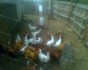 Criando pollos en una aldea ecológica del siglo XXI