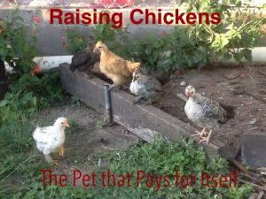 Criar pollos (la mascota que se paga sola)