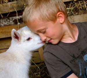Crianza de cabras: cría y cría