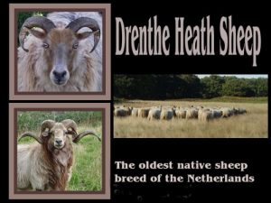 Raza de oveja nativa holandesa: Oveja Drenthe Heath (Drents Heideschaap)