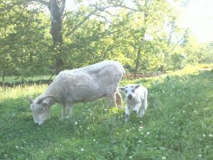 Cómo cuidar a las ovejas como mascotas