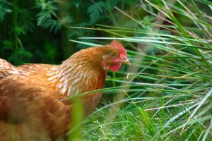Errores que se deben evitar al criar pollos: nuestra historia