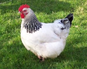 Las 10 mejores razas de pollos de doble propósito para huevos y carne