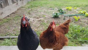 10 excelentes consejos de expertos para criar gallinas de traspatio