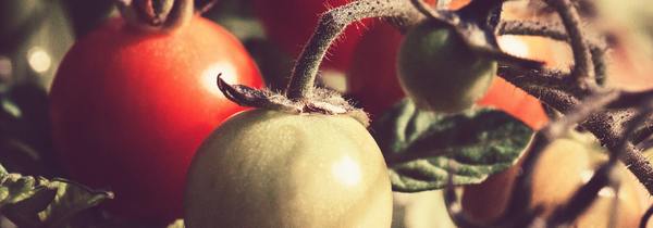 ¿Qué necesitan los peces y las plantas para prosperar en un sistema de