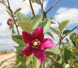 Características y cultivo de Lagunaria (Lagunaria patersonia)