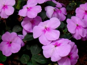 Aprenda más sobre la flor Maria-Sem-Shame (Impatiens walleriana)