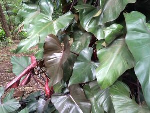 Características y cuidados del Filodendro de Chocolate (Philodendron speciosum)