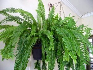 Aprende a cultivar helechos