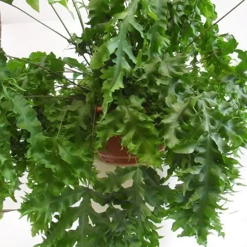 helecho azul-amazonas-polypodium-aureum