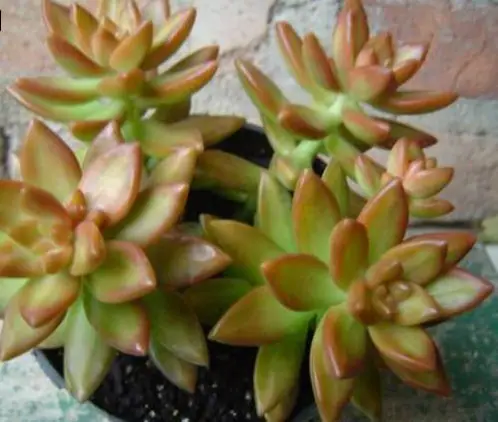 suculentas-sedum-nusbaumerianum