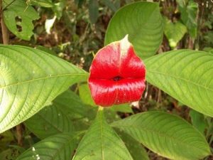 Características y cultivo de la Flor del beso (Psychotria elata)