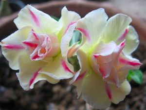 aprende a hacer florecer las rosas del desierto