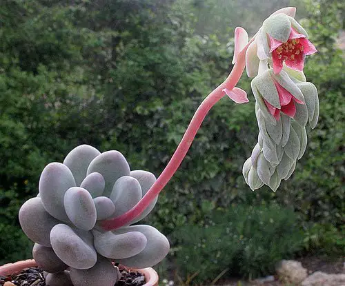 pachyphytum oviferum