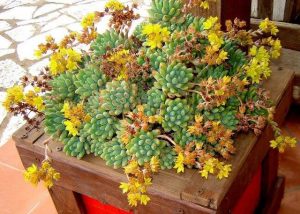 Características y cultivo de Moonstone (Pachyphytum oviferum)