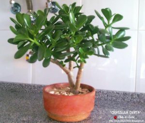 Sepa cómo cuidar y hacer florecer la Planta de Jade (Crassula ovata)