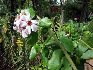 Características de Quabain (Strophanthus gratus)