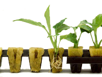 Sustrato para cultivo de plantas hidropónicas