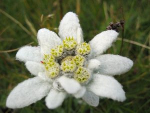 Características de la flor de Edelweiss (Leontopodium alpinum)