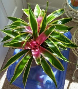 Características y cultivo de Bromelia Neoregelia carolinae