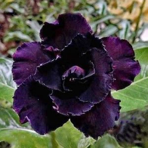 Conoce a la rosa negra del desierto