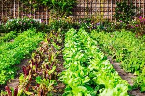 Cómo cultivar un huerto en el jardín, en casa o en macetas: empezar de cero