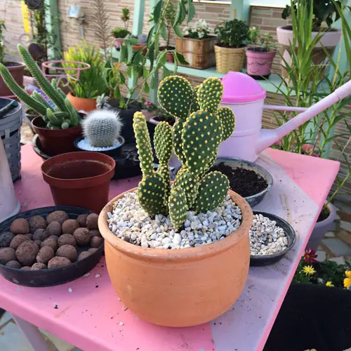 cactus
