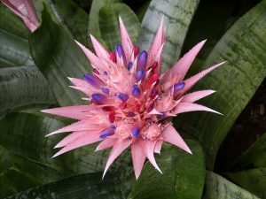Aprenda a cuidar una bromelia