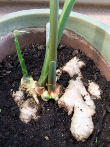 Cómo cultivar jengibre en interiores y exteriores